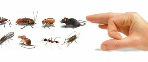 شركة مكافحة الفئران بالرياض