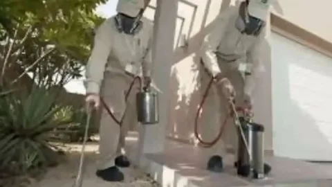 طريقة للتخلص من النمل الابيض